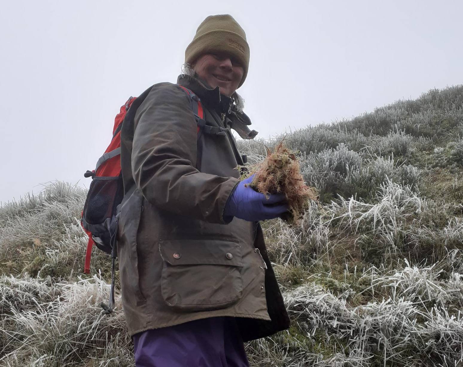 Countryside volunteer collecting sphagnum moss