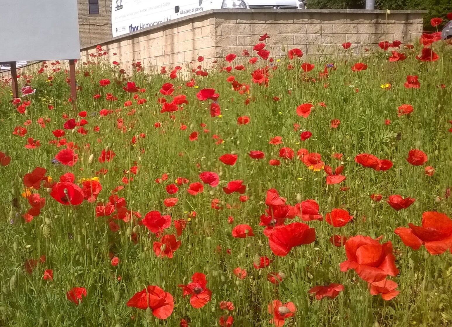 Wildflowers at Burdock Way