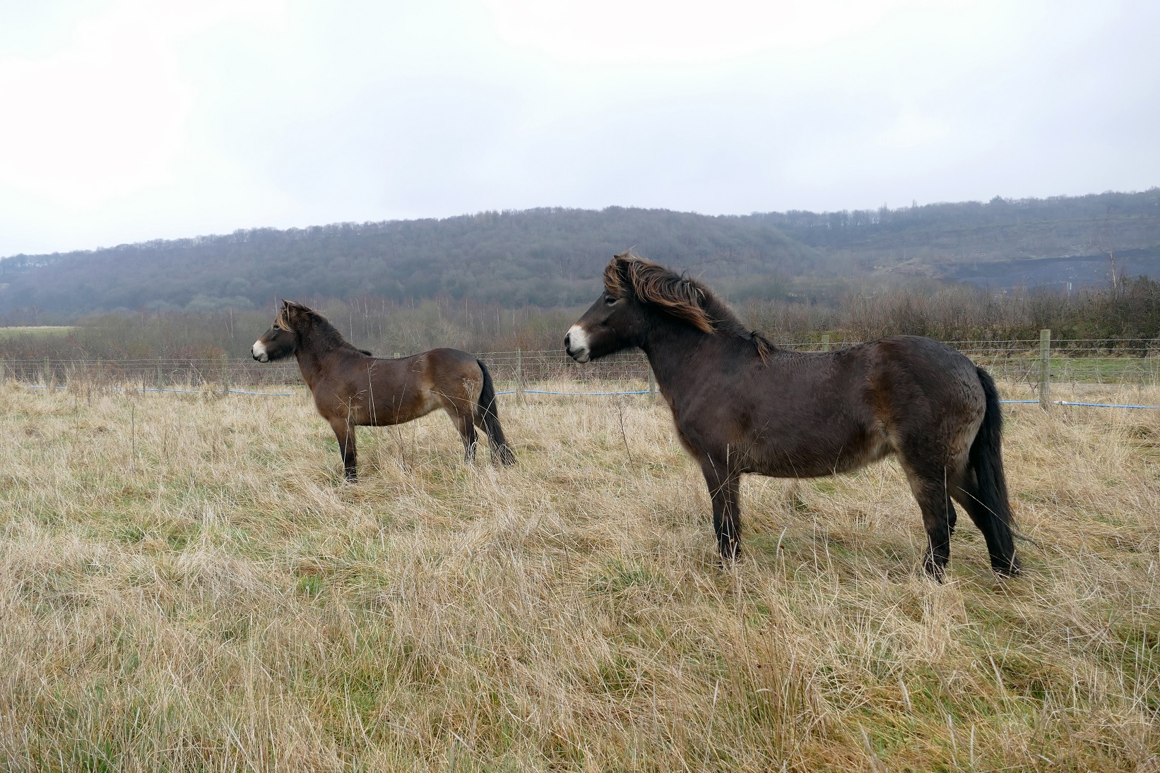 Two Exmoor ponies on site at Cromwell Bottom Nature Reserve