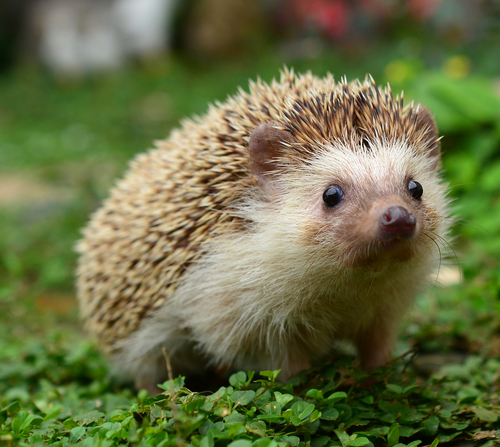 Hedgehog