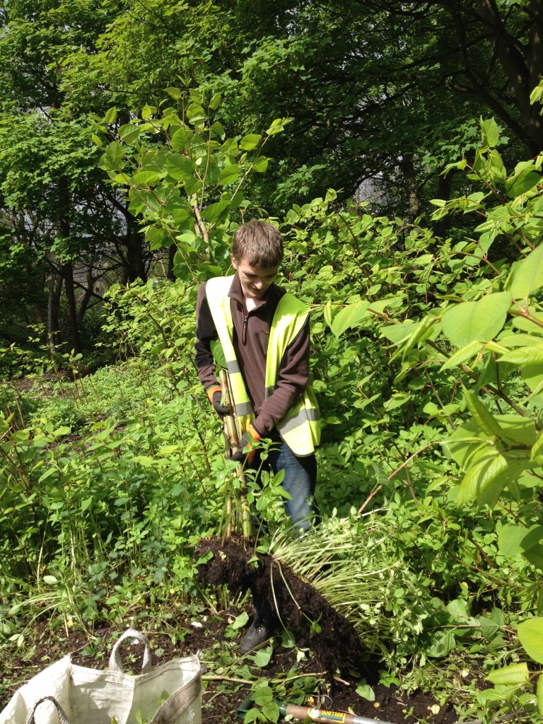 Volunteer tackling balsam