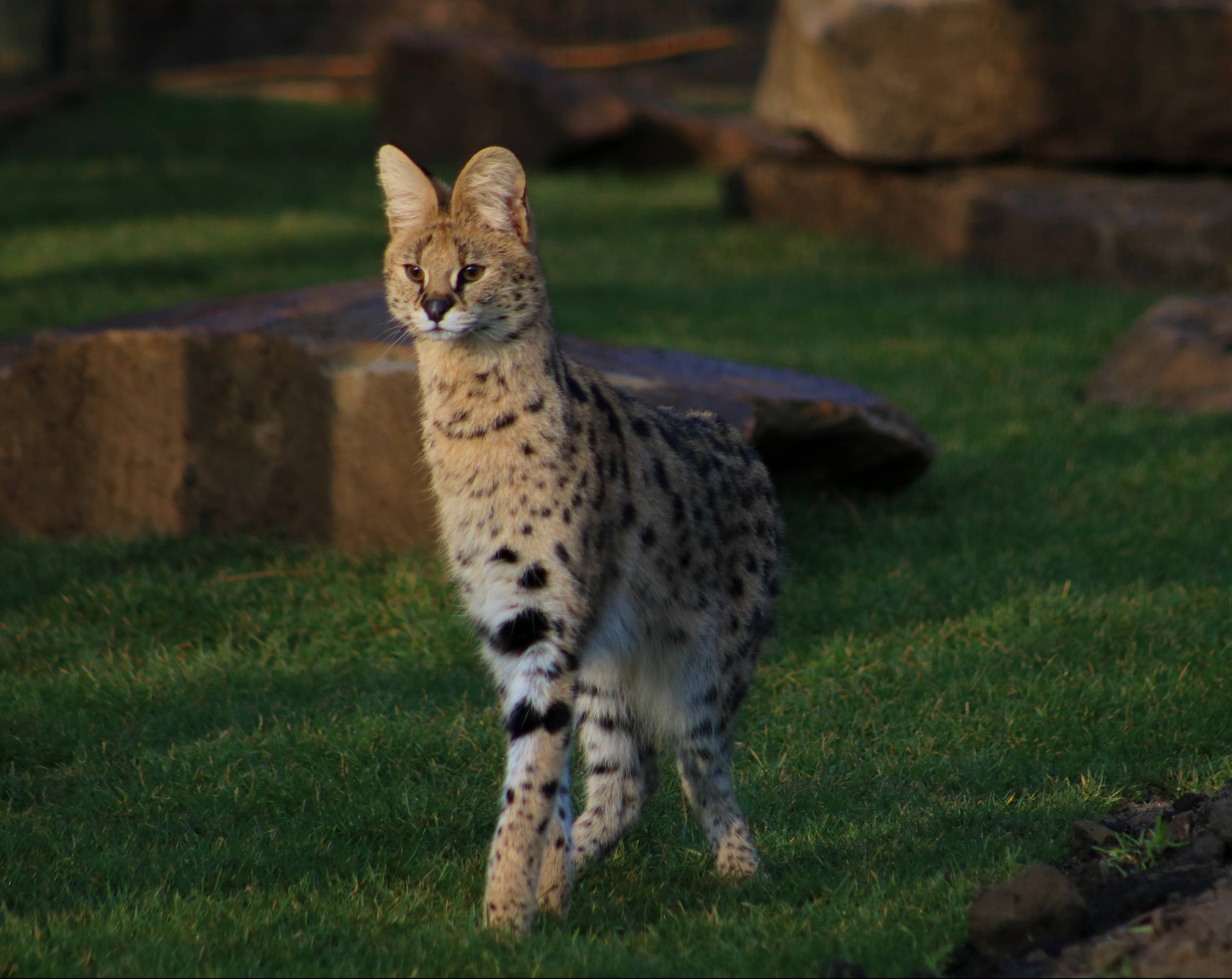 Serval Kitten In Wild