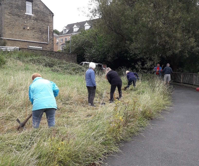 Tree planting taking place