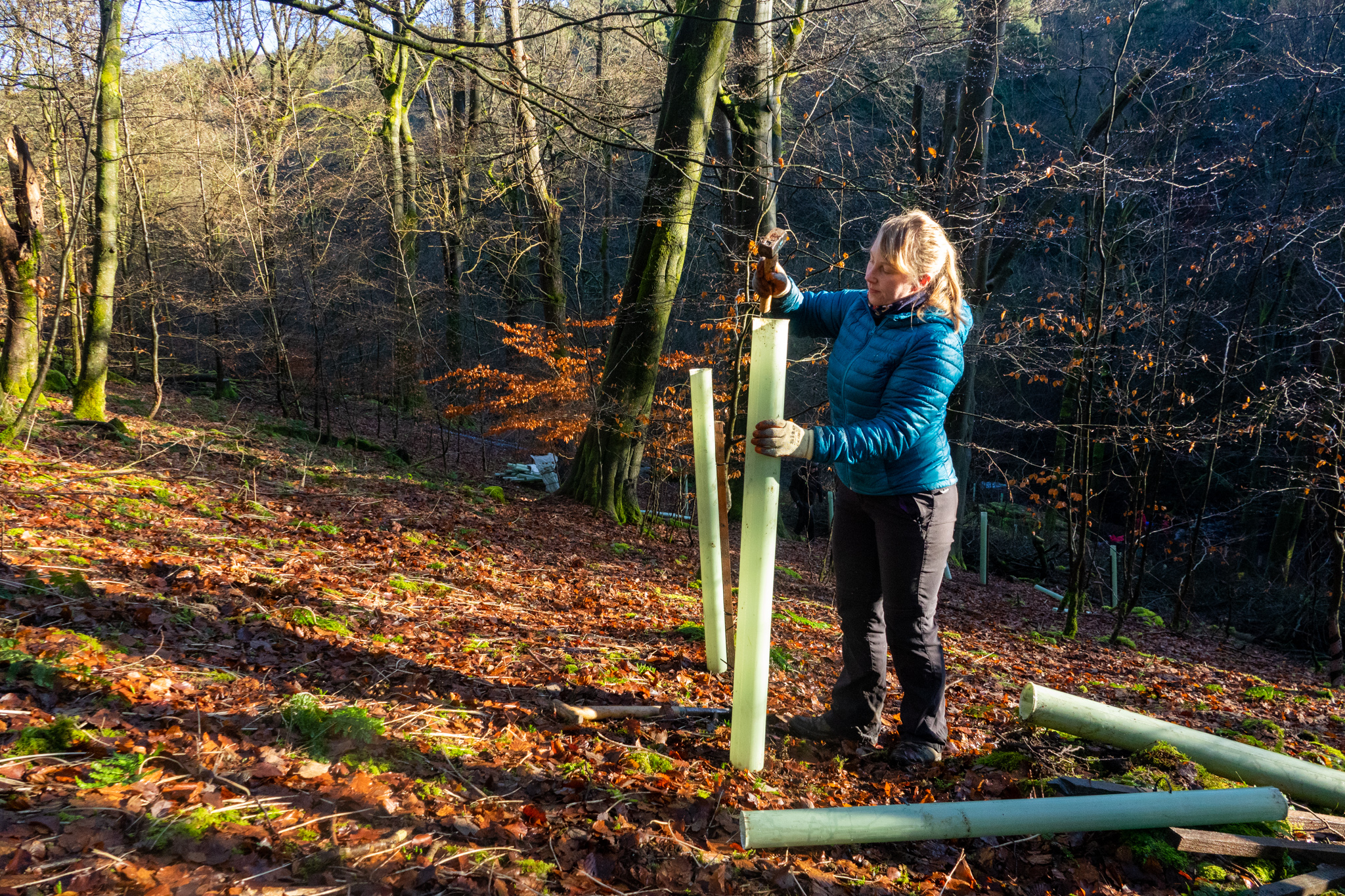 Hardcastle Crags tree planting