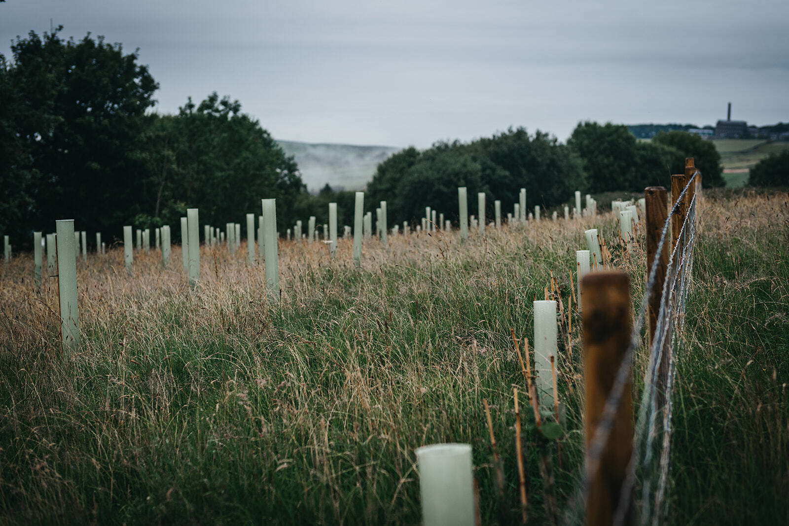 Tree planting Hebden Bridge