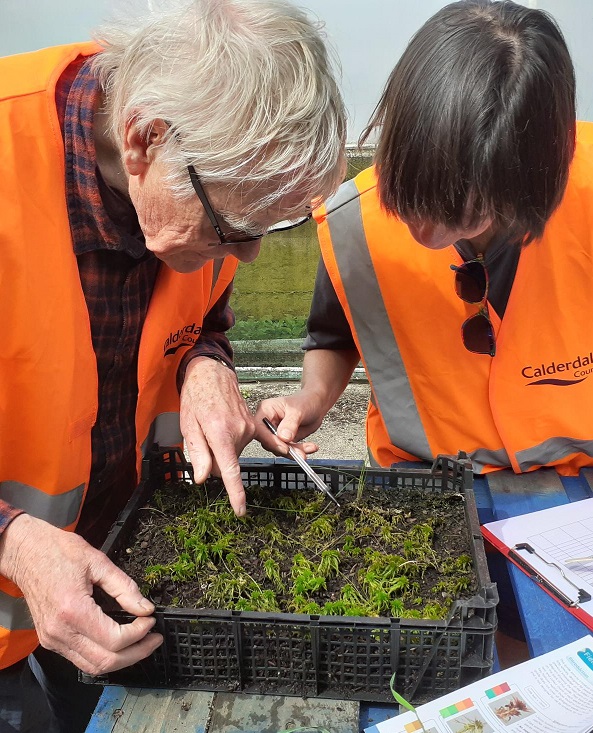 Calderdale's countryside volunteers study sphagnum moss