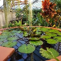 Pond at the Jungle Experience