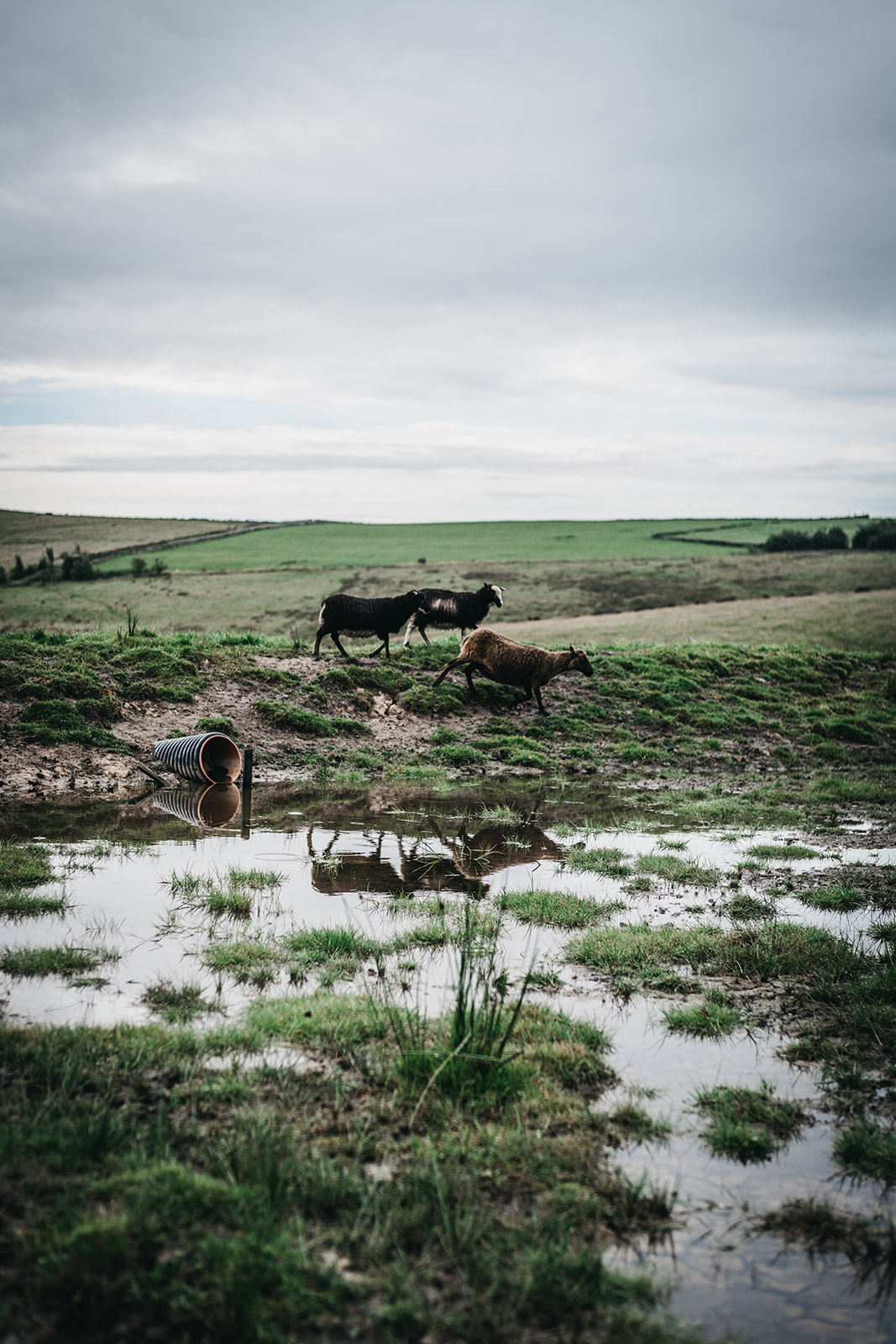 Natural flood management attenuation basin