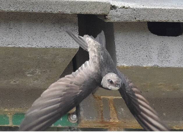 Swift in flight at Cromwell Bottom nature reserve