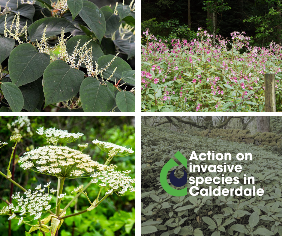 Grid showing four invasive plants with the text Action on invasive species in Calderdale